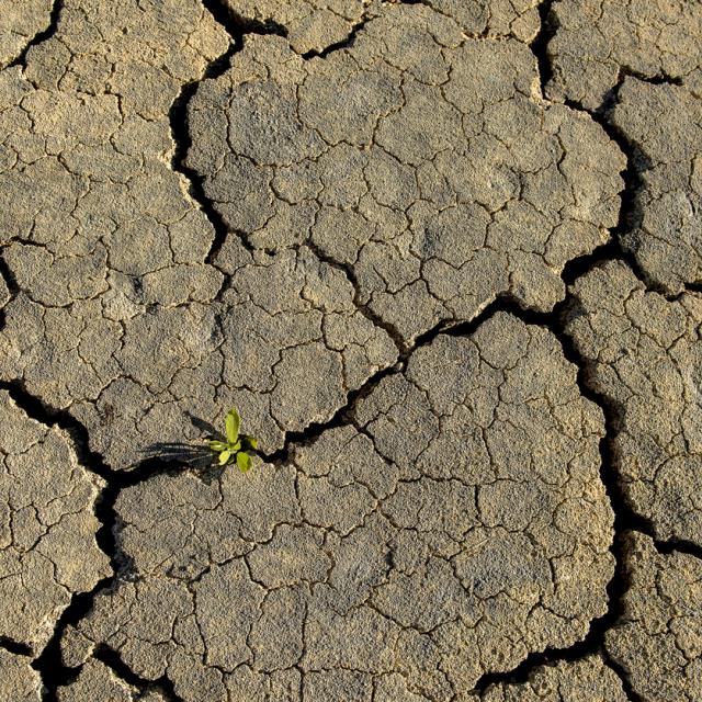 Dry earth with deep cracks and a small green sprout